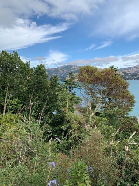 NZ Vista